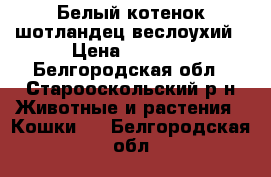 Белый котенок шотландец веслоухий › Цена ­ 3 000 - Белгородская обл., Старооскольский р-н Животные и растения » Кошки   . Белгородская обл.